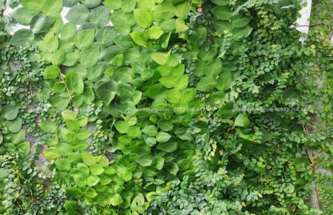 GTH Garden – BT anh Châu – Euro 2 (15)