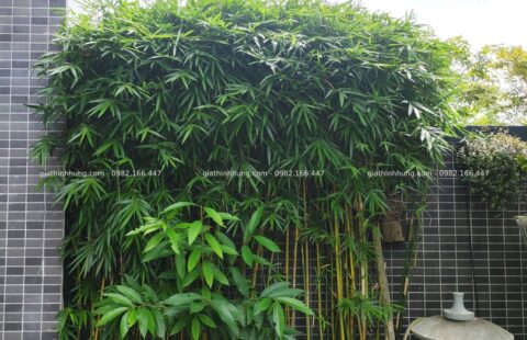 GTH Garden – BT anh Châu – Euro 2 (7)