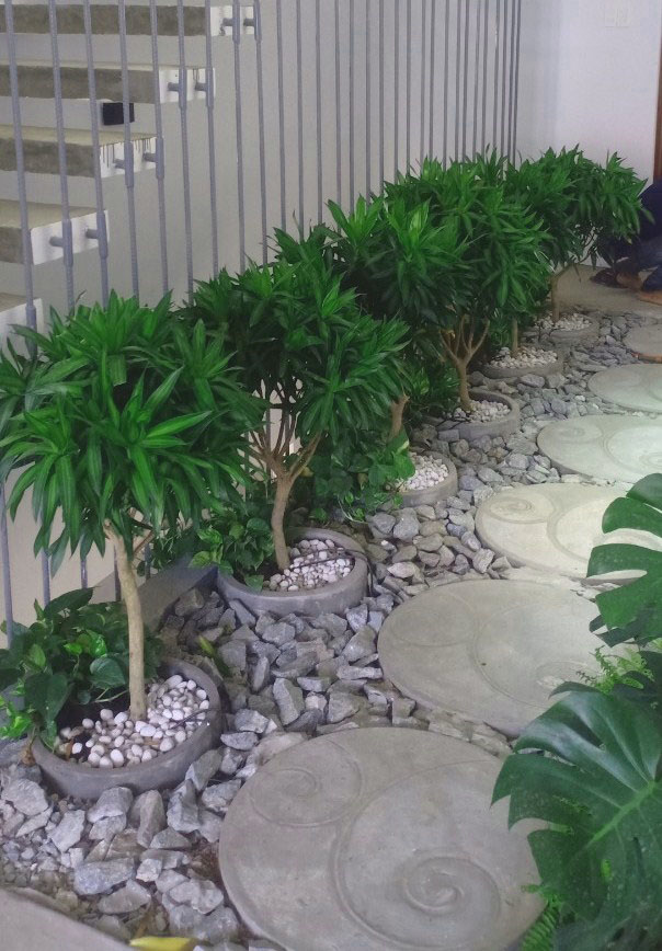 Cây trang trí nội thất ngoại thất Gia Thịnh Hưng