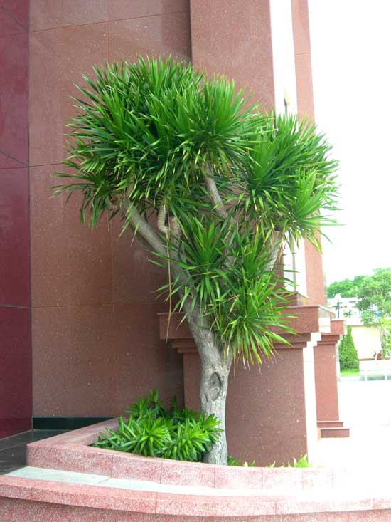 cây thần tài núi