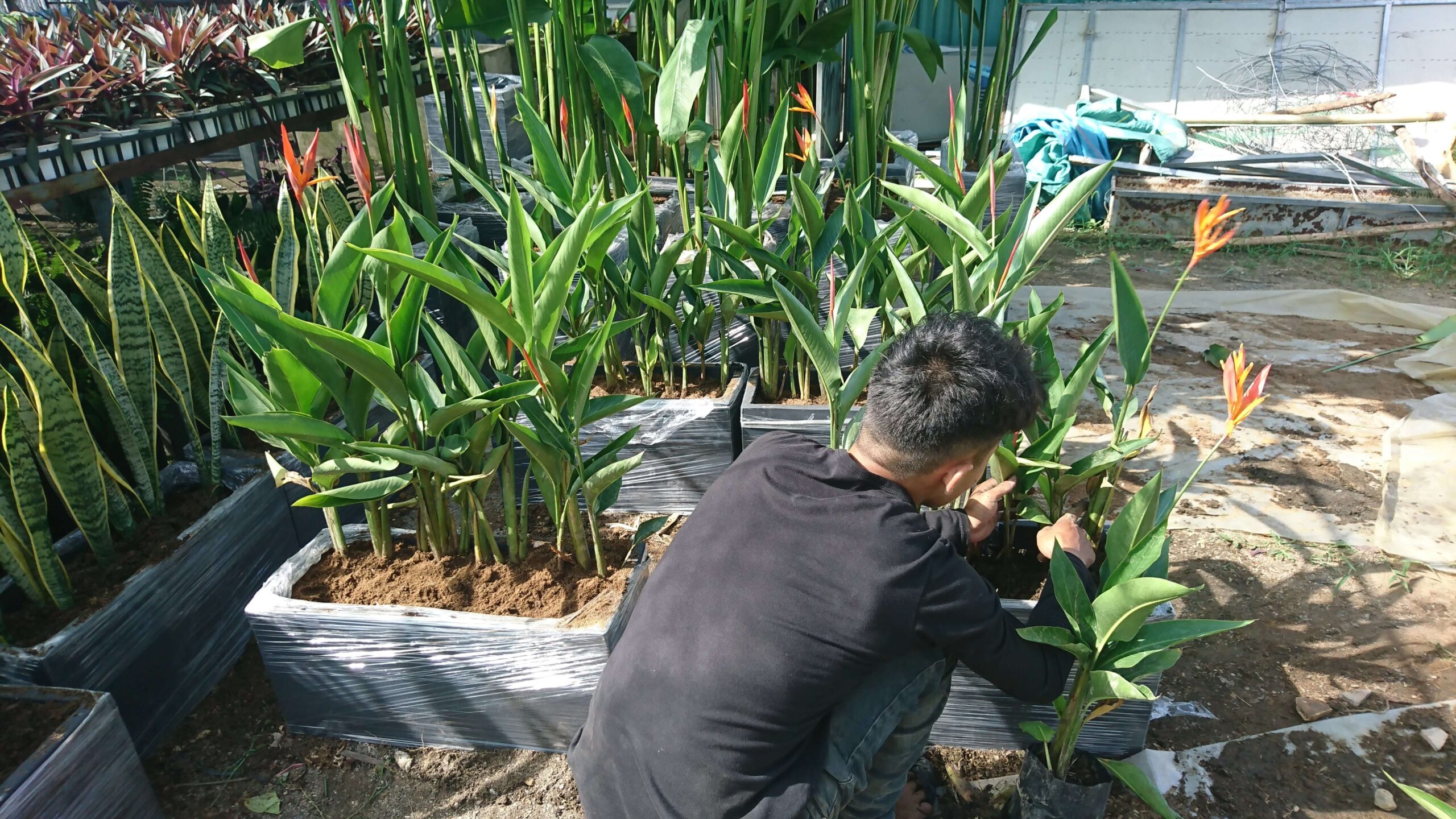 Thi công bệ cây cảnh ban công và hành lang chung cư