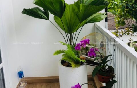 GTH Garden – Biệt thự tư nhân – Phúc Lộc Viên (5)