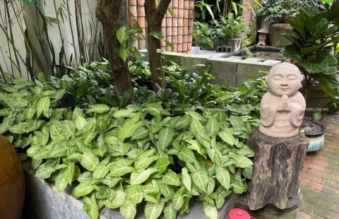 Gia Thịnh Hưng – Nhà hàng chay Sangha – Hoàng Văn Thụ – 22