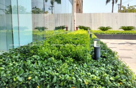 GTH Garden – Showroom Tiến Thu Tam Kỳ – Quảng Nam (11)