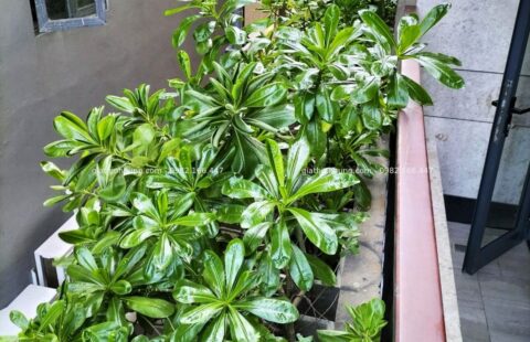 Gia Thịnh Hưng – Minh Toàn Ocean – Võ Nguyên Giáp – 2