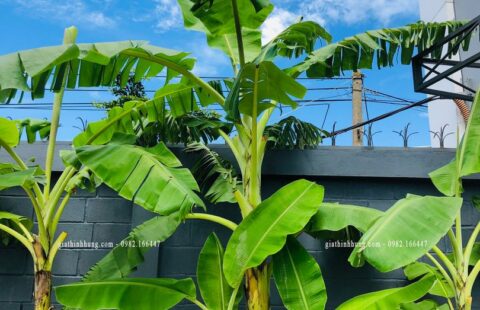 Gia Thịnh Hưng – Showroom Tiến Thu – Vĩnh Điện (18)