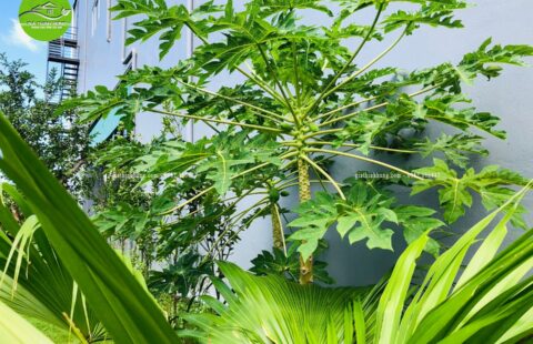 Gia Thịnh Hưng – Showroom Tiến Thu – Vĩnh Điện (6)