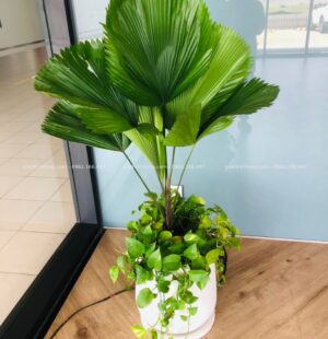 GTH Garden – Showroom Tiến Thu 4 – Phạm Hùng (10)