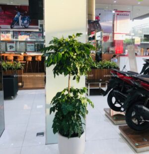 GTH Garden – Showroom Tiến Thu 4 – Phạm Hùng (5)