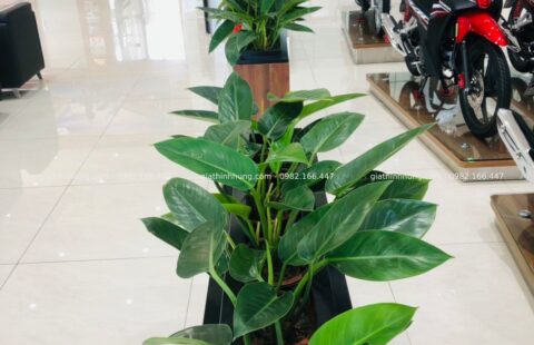 GTH Garden – Showroom Tiến Thu 4 – Phạm Hùng (8)