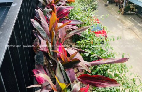 Gia Thinh Hưng – BT cô Châu – Nguyễn Viết Xuân – 7