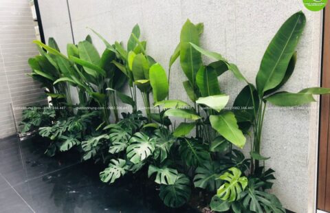 Gia Thinh Hưng – BT cô Châu – Nguyễn Viết Xuân – 8