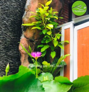 Gia Thinh Hung-Nhà hàng 다낭기와집 GIWAZIP 27 Nguyễn Chí Thanh, Đà Nẵng 2