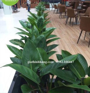 Gia Thinh Hung-Showroom Tiến Thu Phạm Hùng Đà Nẵng 4