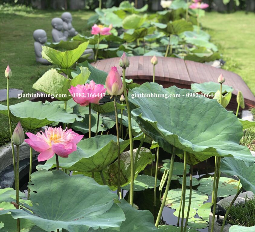 Biệt thự chị Phùng Anh – Đảo Nổi, Đà Nẵng