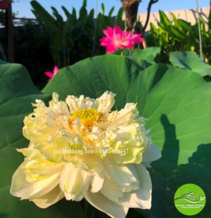 Biệt thực c Phùng Anh, Đảo Nổi, Đà Nẵng