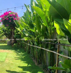 Biệt thực c Phùng Anh, Đảo Nổi, Đà Nẵng