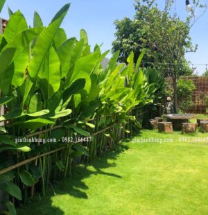 Biệt thực c Phùng Anh, Đảo Nổi, Đà Nẵng