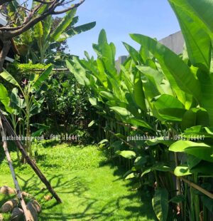 Biệt thực c Phùng Anh, Đảo Nổi, Đà Nẵng