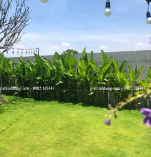 Biệt thực c Phùng Anh, Đảo Nổi, Đà Nẵng