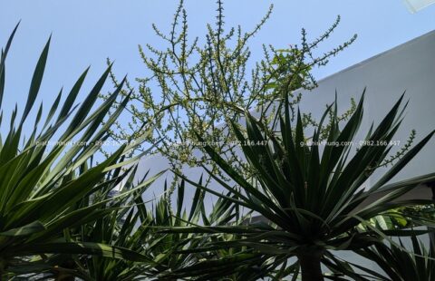 GTH Garden – Căn hộ anh Trà – KĐT FPT (8)
