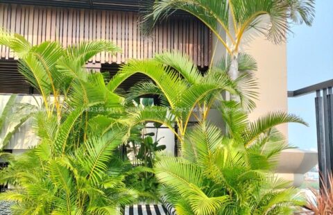 GTH Garden – Ks Sanouva – Phan Châu Trinh (2)