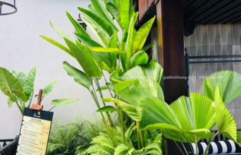 GTH Garden – Ks Sanouva – Phan Châu Trinh (5)
