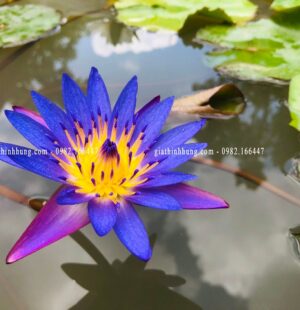 Gia Thinh Hung-Biệt thự c Phùng Anh, Đảo Nổi, Đà Nẵng 13