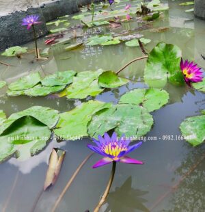 Gia Thinh Hung-Biệt thự c Phùng Anh, Đảo Nổi, Đà Nẵng 17