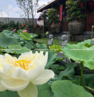 Gia Thinh Hung-Biệt thự c Phùng Anh, Đảo Nổi, Đà Nẵng 18