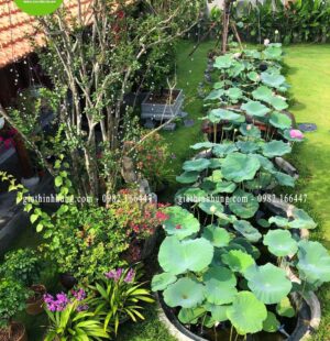 Gia Thinh Hung-Biệt thự c Phùng Anh, Đảo Nổi, Đà Nẵng 24
