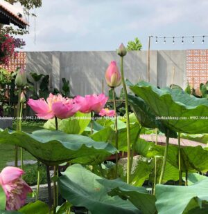 Gia Thinh Hung-Biệt thự c Phùng Anh, Đảo Nổi, Đà Nẵng 28