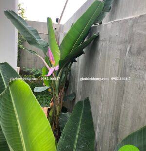 Gia Thinh Hung-Biệt thự c Phùng Anh, Đảo Nổi, Đà Nẵng 30