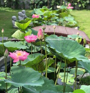 Gia Thinh Hung-Biệt thự c Phùng Anh, Đảo Nổi, Đà Nẵng 5