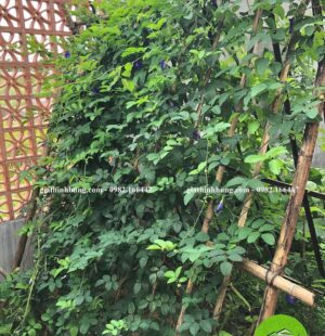Gia Thinh Hung-Biệt thự c Phùng Anh, Đảo Nổi, Đà Nẵng 6