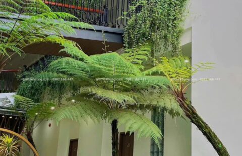 GTH Garden – KS Lasol Boutique – Đà Lạt (4)