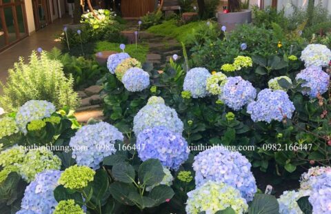 Gia Thịnh Hưng – KS Lasol Boutique – Đà Lạt – 60