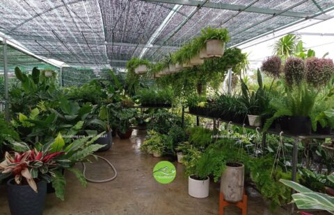 Gia Thịnh Hưng – Cửa hàng – Dương Sơn – Hòa Châu (3)