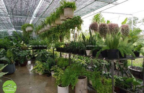 Gia Thịnh Hưng – Cửa hàng – Dương Sơn – Hòa Châu (4)