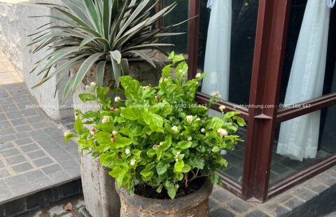 GTH Garden – KS Banla – Đà Lạt (12)