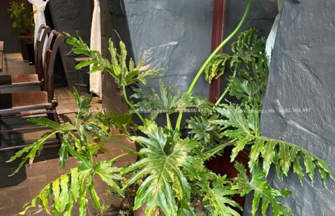 GTH Garden – KS Banla – Đà Lạt (21)
