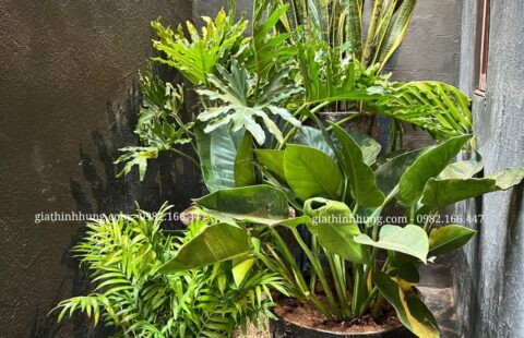 Gia Thịnh Hưng – KS Banla – 47 Nguyễn Đình Chiểu – Đà Lạt – 1