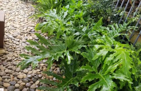Gia Thịnh Hưng – KS Hoàng Thiên – 388 Hai Bà Trưng – Đà Lạt – 16