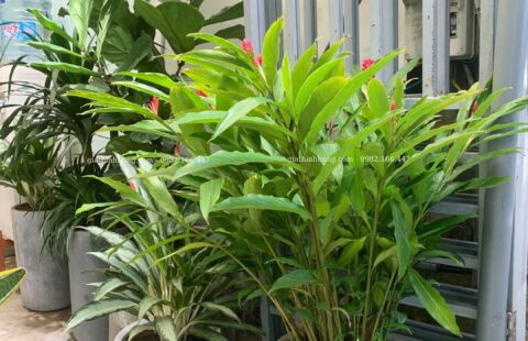 Gia Thịnh Hưng – Văn phòng GTH – 214 Huỳnh Tấn Phát – 17