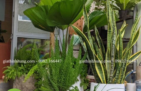 Gia Thịnh Hưng – Văn phòng GTH – 214 Huỳnh Tấn Phát – 2