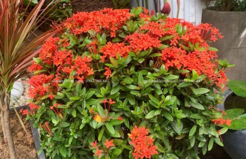 Gia Thịnh Hưng – Văn phòng GTH – 214 Huỳnh Tấn Phát – 26