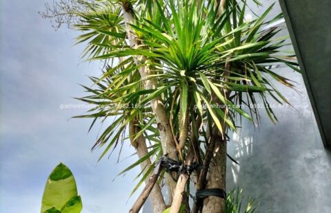 Gia Thịnh Hưng – VP Anh Vũ – Tiểu La – 15