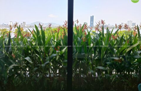 GTH Garden – BT tư nhân – Euro Village 1 (3)