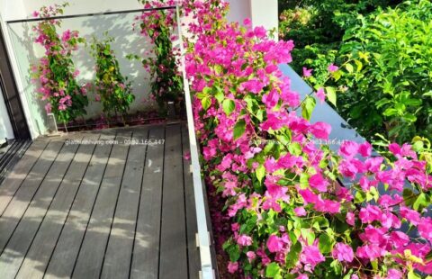 Gia Thịnh Hưng – BT tư nhân – Euro Villa 1 (5)