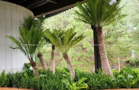 Gia Thịnh Hưng – Nhà hàng La Forêt – 01 Trần Thánh Tông – 10